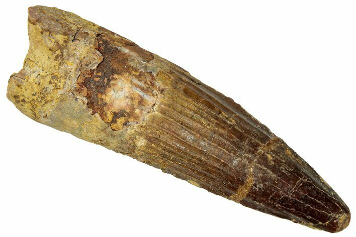Fossil Spinosaurus Tooth - Real Dinosaur Tooth #329631
